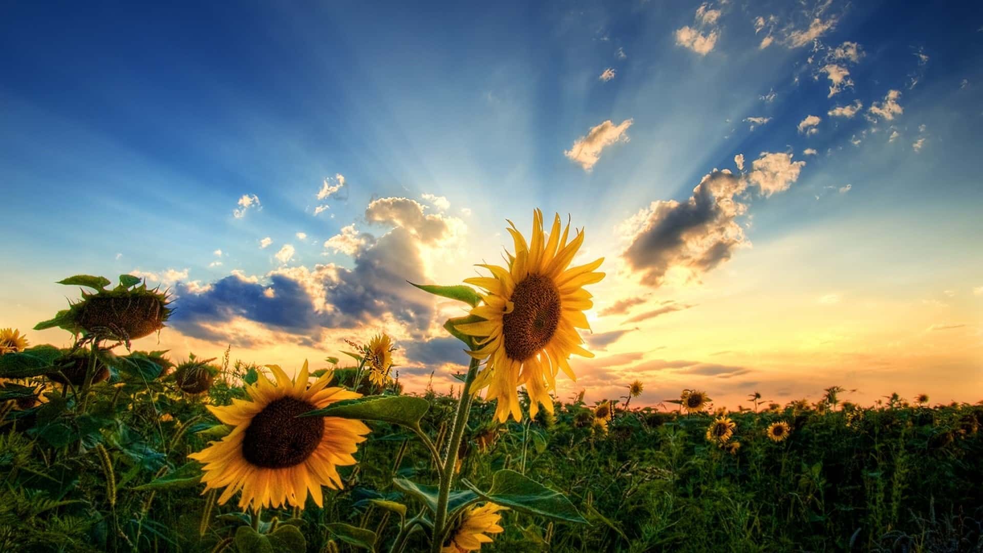 подсолнухи поле закат sunflowers field sunset загрузить